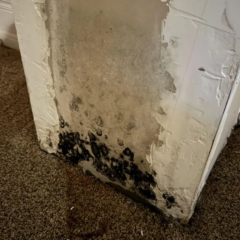 Professional Mold Removal in Monument, CO